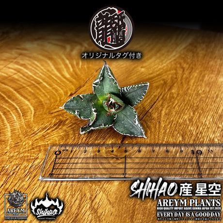 送料無料でお届け致します  台湾 Shi-hao アガベ チタノタ ホシゾラ 元祖 星空 発根管理株 (Shi-hao産/TC株/小株/SHIHAO-HOSHIZORA-04-04)