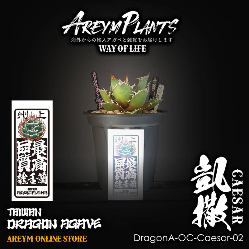 発根済ドラゴンアガベ産!アガベ チタノタ シーザー 凱撒 台湾 発根済ドラゴンアガベ産!アガベ チタノタ シーザー 凱撒 台湾