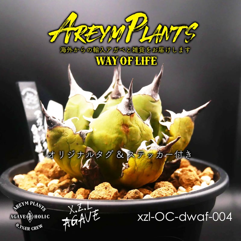 台湾XZL産 アガベ チタノタ 姫厳龍 Agave Titanota 