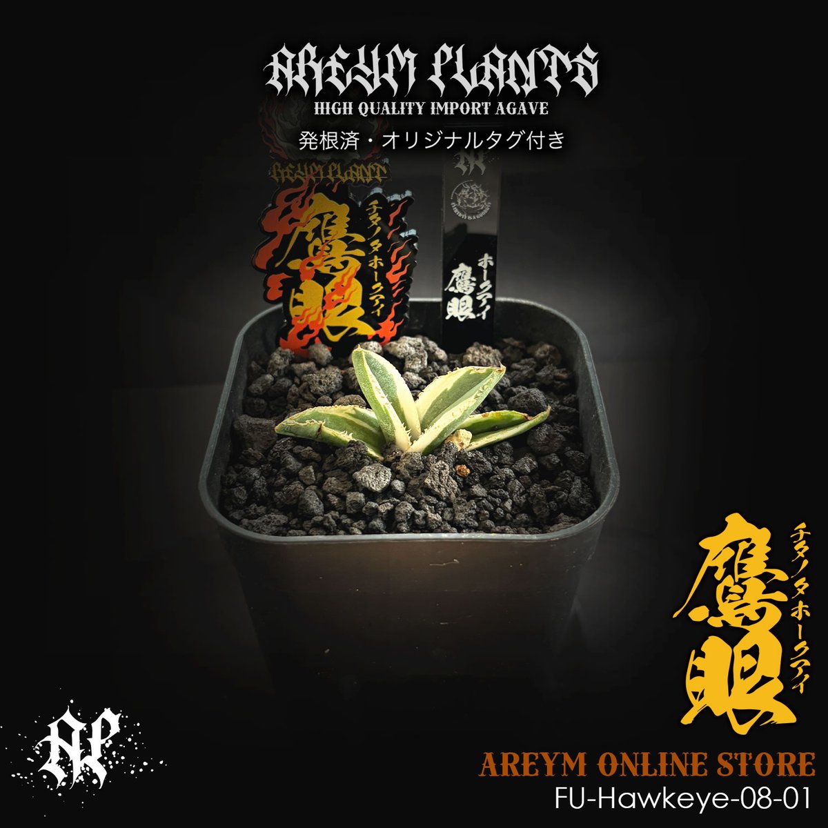 アガベ　チタノタ　鷹眼 Agave titanota 