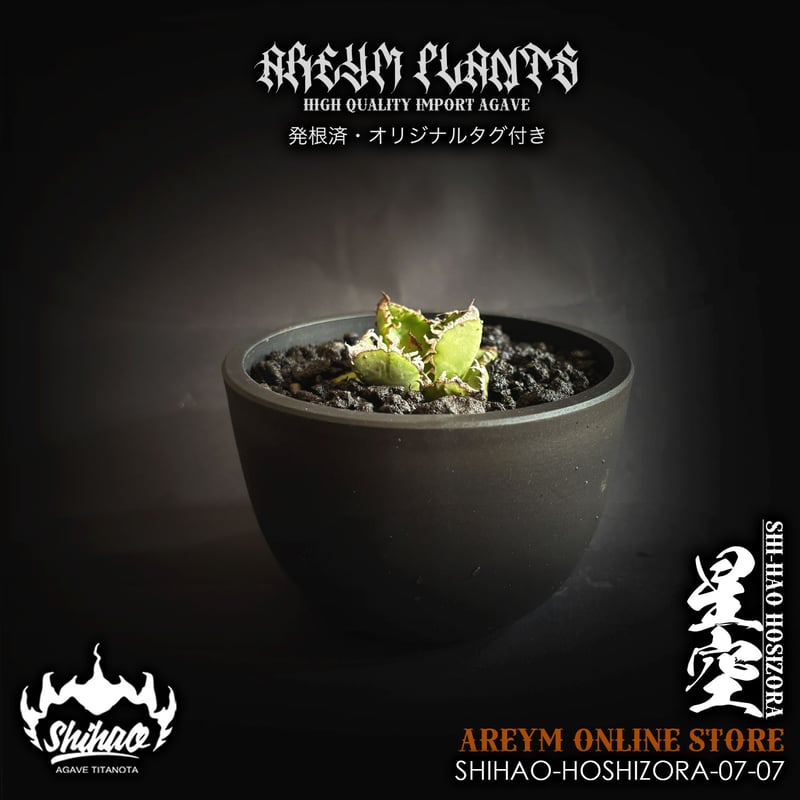 発根済 台湾Shi-hao アガベ チタノタ ホシゾラ 元祖星空 agave