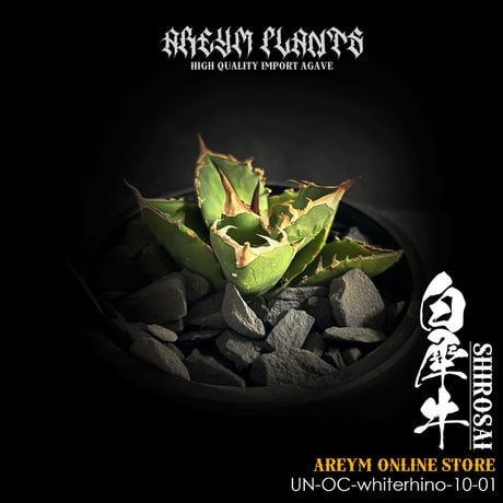 【goodtaniku】雲南実生 黑王2世 活着 鉢ごと発送 楽天市場】プチ盆栽：南天*＜苔・受け皿付き＞*丸陶器鉢 なんて