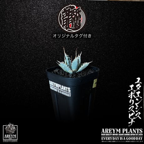 アガベユタエンシスエボリスピナ | STORES