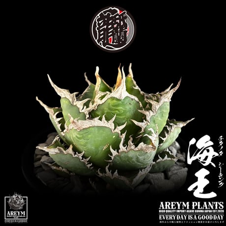 税込・送料無料でお届け致します アガベ チタノタ  精品海王 Agave titanota Sea King (AREYM-SEAKING-04-01)
