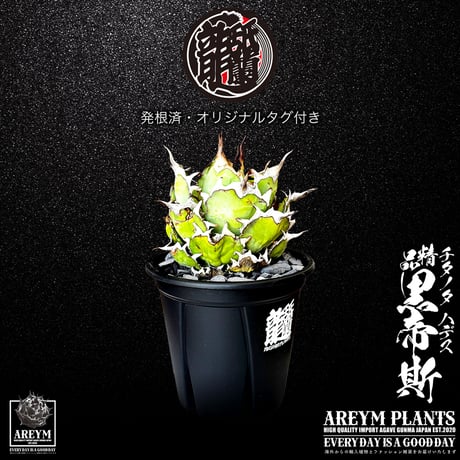 アガベハデス | STORES