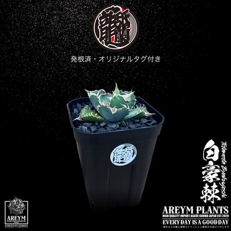 発根済 送料無料 アガベ チタノタ 白毫刺 白豪刺 agave titanota byakugousi【ARM-OC-BYAKU-07-02】