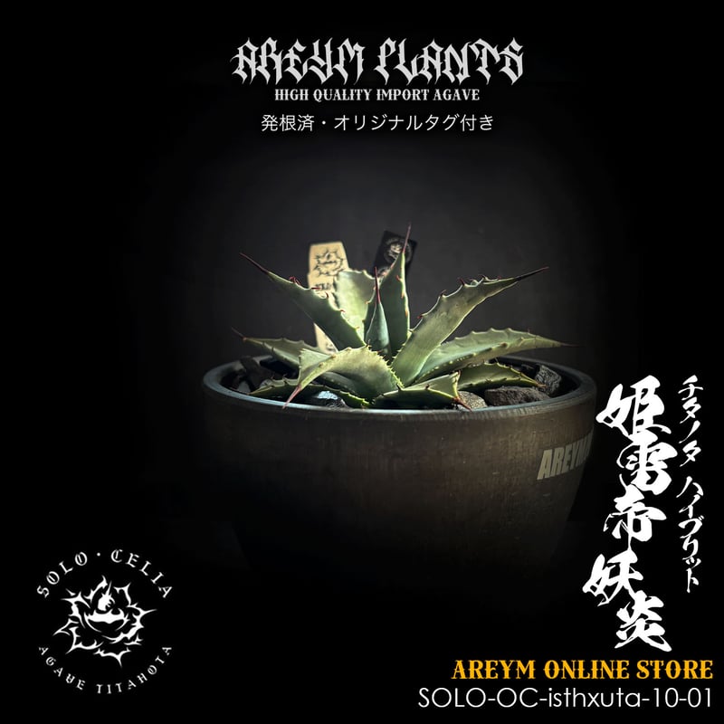 発根済 送料無料でお届け SOLO産ハイブリッド アガベ チタノタ 姫雷帝x