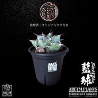 発根済 送料無料 アガベ チタノタ ブラックアンドブルー Agave Titanota Black and Blue ボールタイプ【ARM-BAB-06-01】
