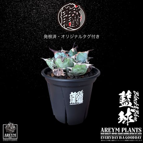 CATEGORY アガベ 中株 | アレイムプランツ
