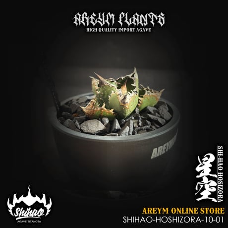 【goodtaniku】雲南実生 黑王2世 活着 鉢ごと発送 楽天市場】プチ盆栽：南天*＜苔・受け皿付き＞*丸陶器鉢 なんて