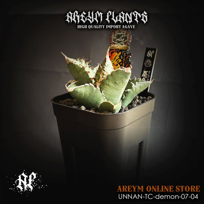 発根済 雲南省産 アガベ チタノタ 悪魔くん Agave Titanota (UN 発根済 雲南省産 アガベ チタノタ 悪魔くん Agave Titanota (UN