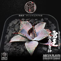 発根済 送料無料 ハイブリッド 雷王 血雨x雷神 ブラッドスポット×ポタトラム Agave hybrid Bloodspot x potatorum