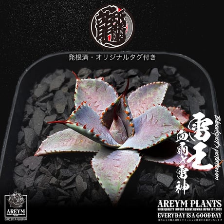 発根済 送料無料 ハイブリッド 雷王 血雨x雷神 ブラッドスポット×ポタトラム Agave hybrid Bloodspot x potatorum