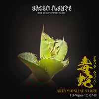 アガベ　チタノタ　悪魔くん　オリジナル　oc シチリア　発根済 アガベチタノタイタリアボールタイプ子株C 検(シチリアオテロイ