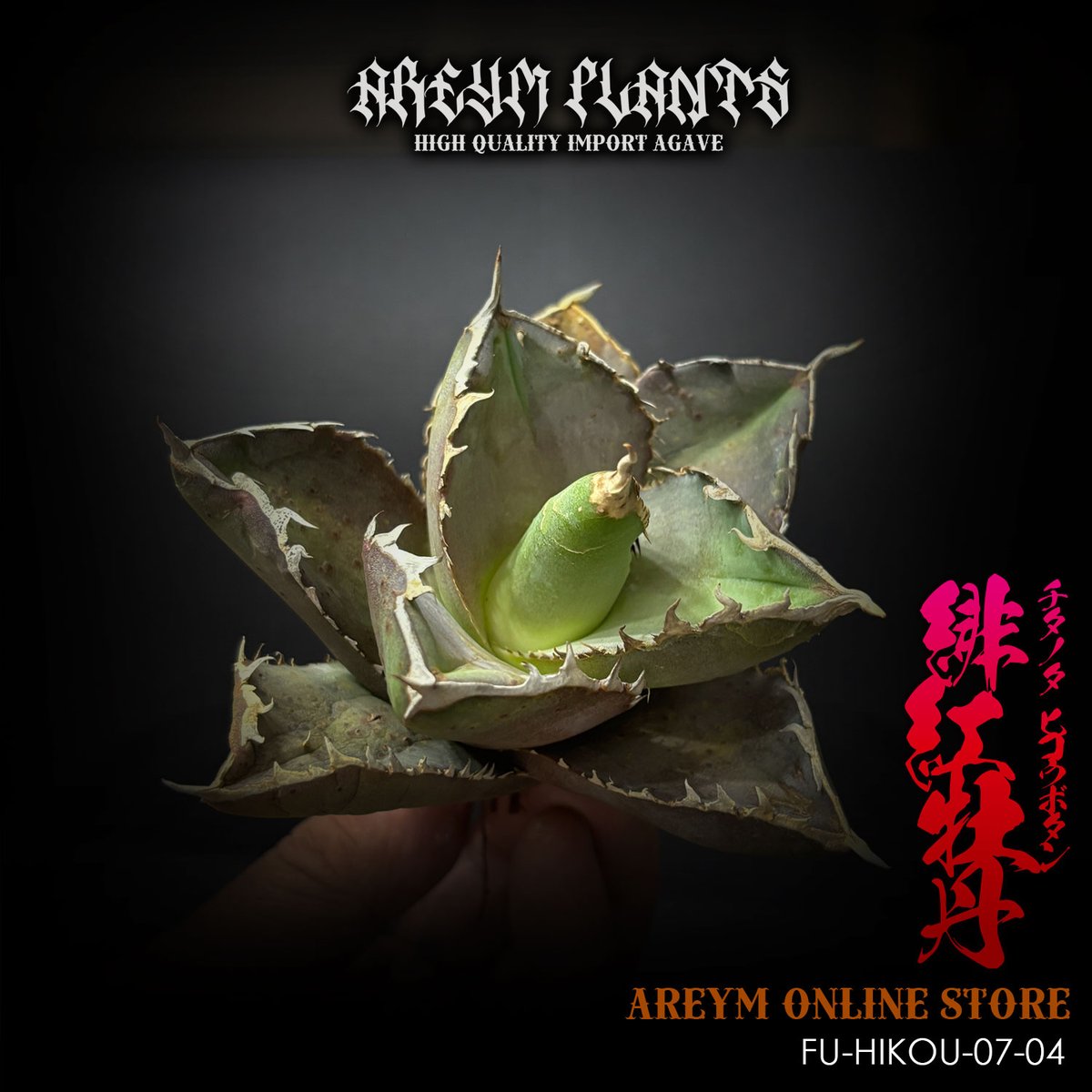 福建省産 アガベ チタノタ 緋紅牡丹 Agave Titanota hikoubotan
