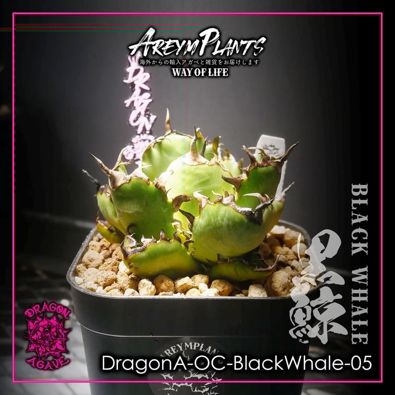 ドラゴンアガベ産！アガベ チタノタ黒鯨 Agave titanota Black
