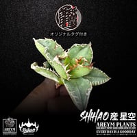送料無料でお届け致します  台湾 Shi-hao アガベ チタノタ ホシゾラ 元祖 星空 発根管理株 (Shi-hao産/TC株/小株/SHIHAO-HOSHIZORA-04-04)