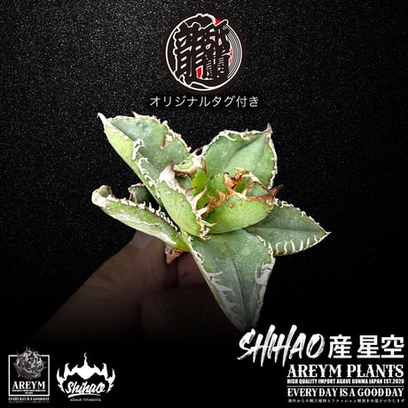 アガベ星空 | STORES