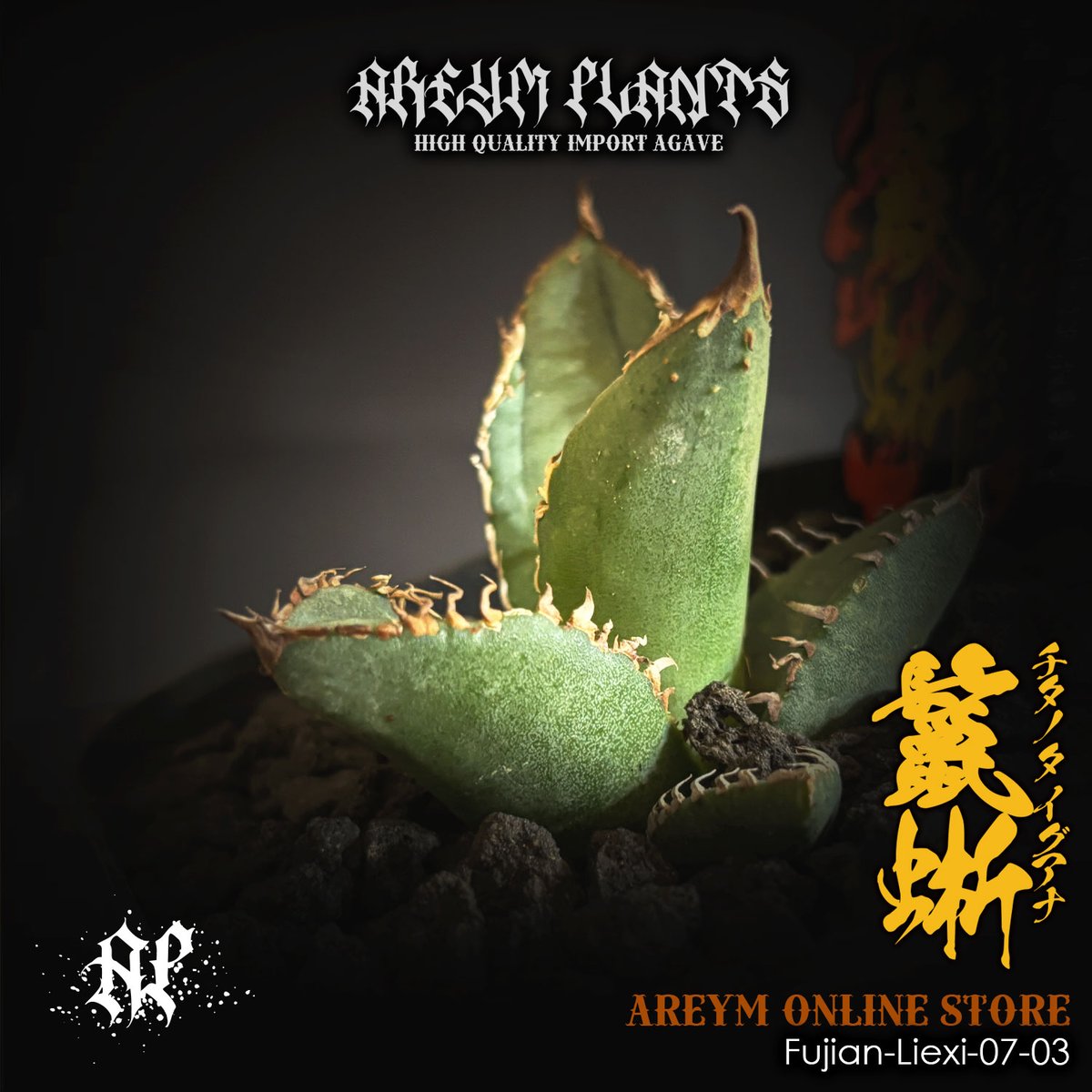 アガベ チタノタ 鬣蜥Iiexi 多肉植物アガベ チタノタ 鬣蜥Iiexi極上子株 - メルカリ