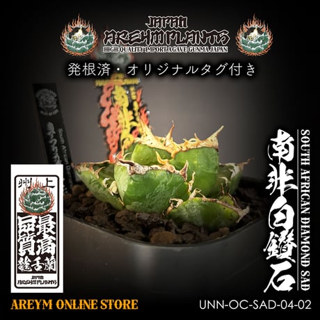 アガベsad | STORES アガベsad | STORES