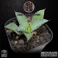 発根済 送料込み Agavehybrid isthmensis variegata Youkihi x titanota Dwarf 楊貴妃×姫嚴龍