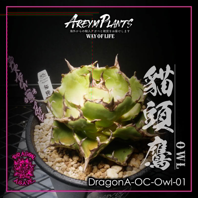 アガベ hyb ドラゴンエイト アガベ hyb ドラゴンエイト アガベ ドラゴンエイト dragon eight