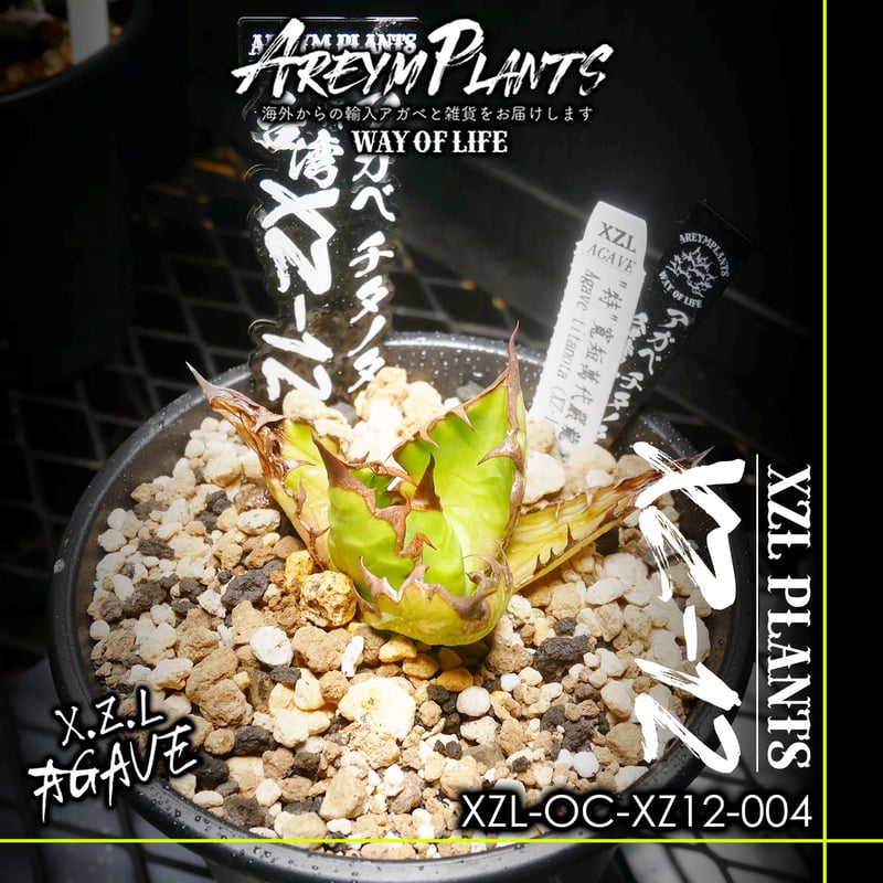 アガベ チタノタ XZ-12 Agave Titanota アガベ チタノタ XZ-12 Agave Titanota