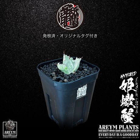 アレイムプランツ