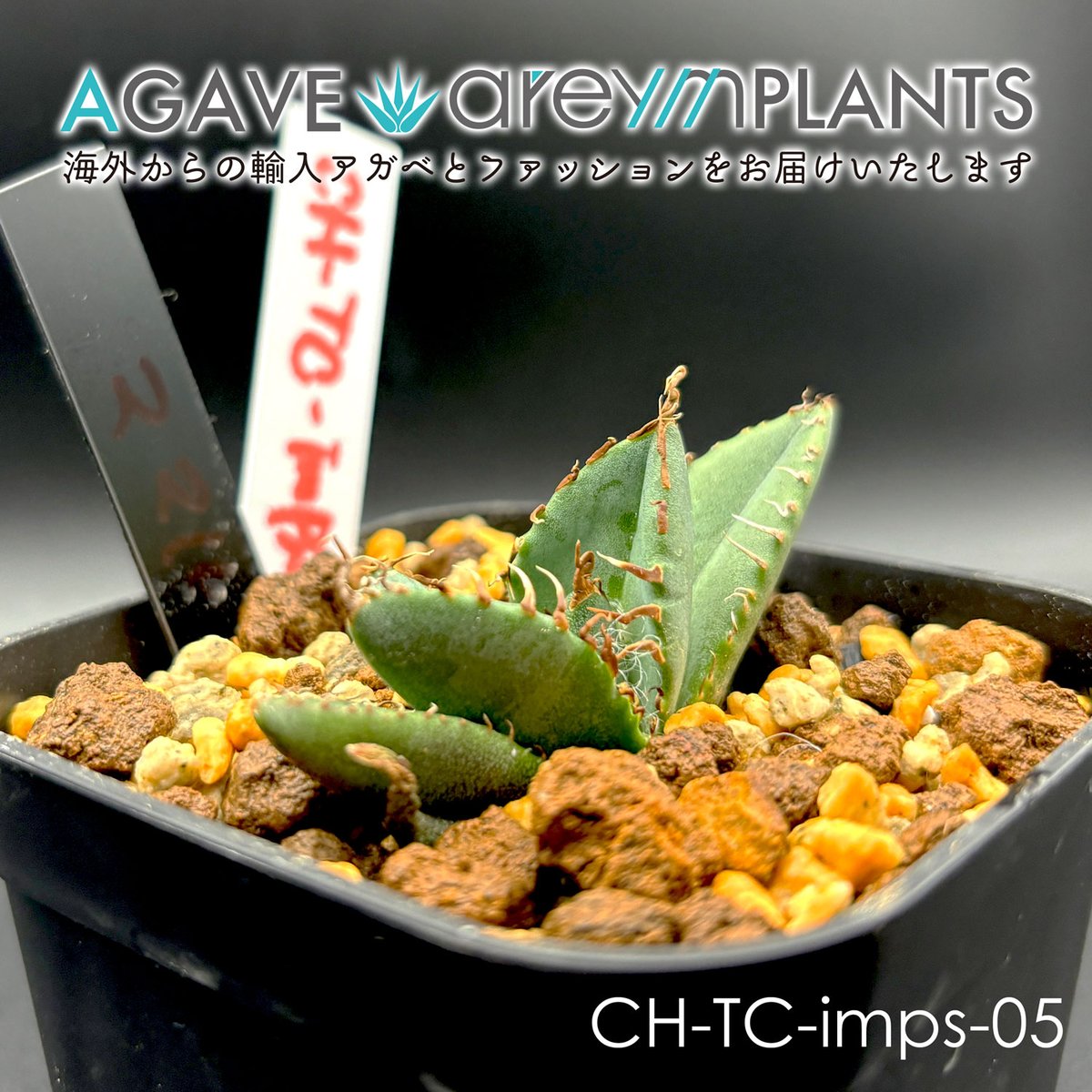 ☆コレクション親株☆アガベチタノタ魔丸Lucky SummerAgave産