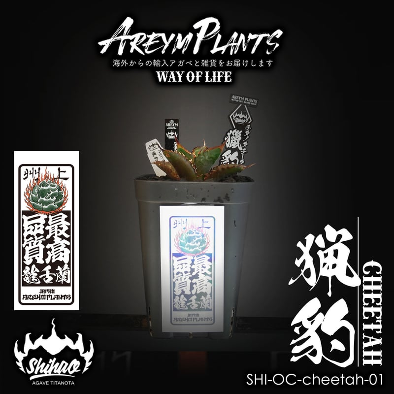 発根済 Shi_hao 産 アガベ チタノタ チーター 獵豹【台湾Shihao 発根済 Shi_hao 産 アガベ チタノタ チーター 獵豹【台湾Shihao