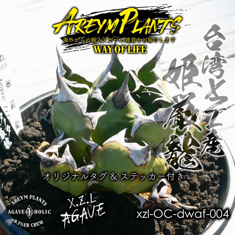 農大ナンバーワン　アガベ　チタノタ　検）姫蠍蟹　白鯨　星空　麻花龍 fit=scale-down,w=1200