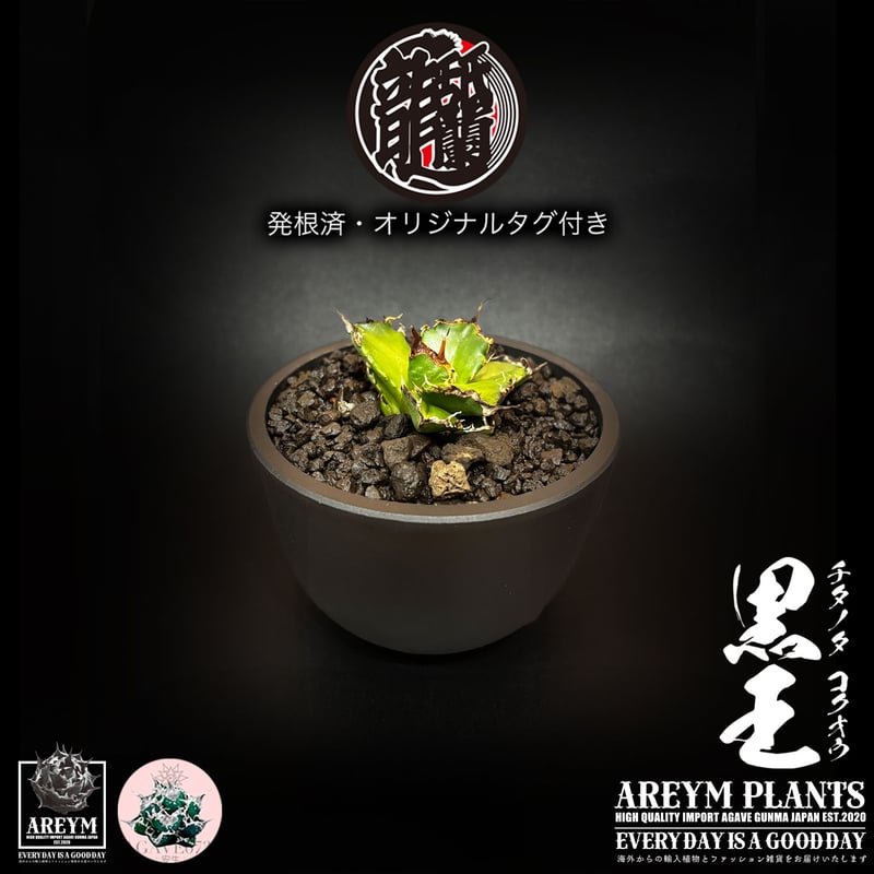 発根済 送料無料 潮龍家 安生産 アガベ チタノタ 黒王 agave titanota