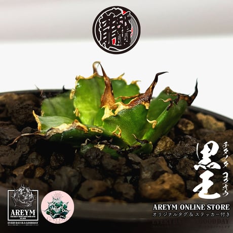 CATEGORY 新着アイテム | アレイムプランツ