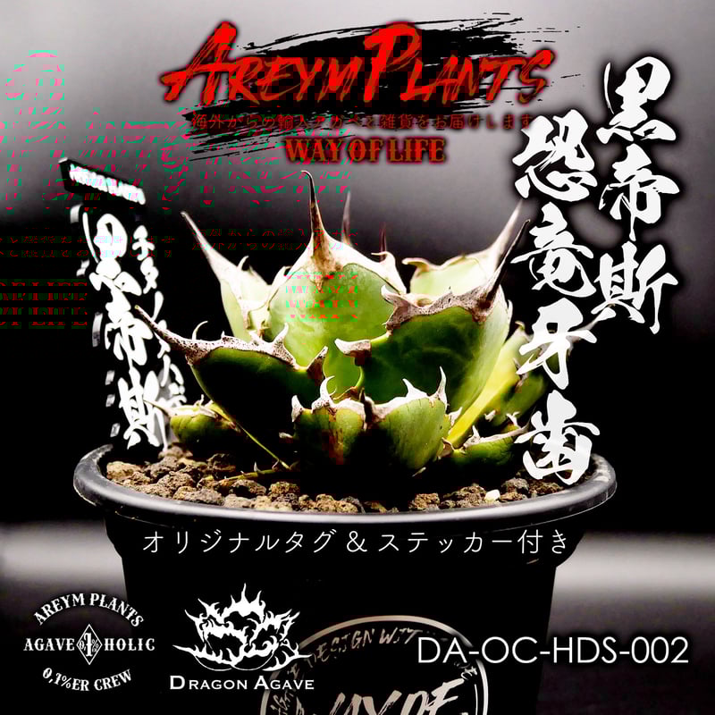 アガベ チタノタ ハデス （黒帝斯 恐竜牙歯） dragon agave産 アガベ チタノタ ハデス / 黒帝斯、恐竜牙歯 【台湾 dragon