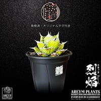 BIGサイズ 発根済 送料込み  アガベ チタノタ フレイム 烈焰 Agave titanota Flame ARM-Flame-05-01
