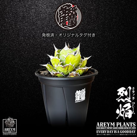アレイムプランツ