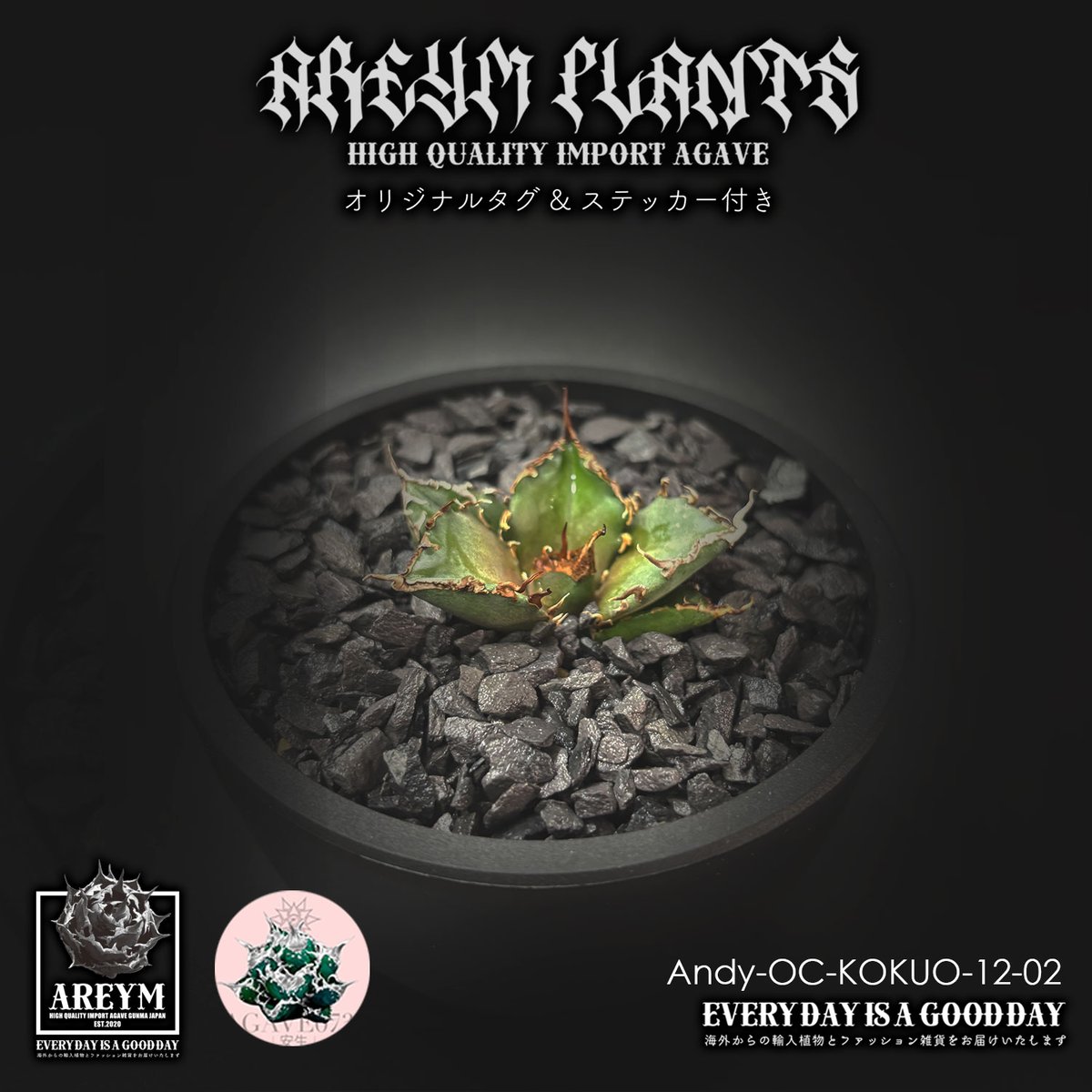 税込送料無料 潮龍家 安生産 アガベ チタノタ 黒王 agave titanota