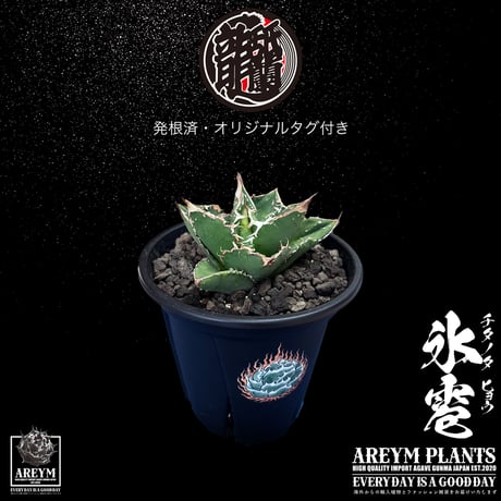 発根済 送料無料でお届け アガベ チタノタ 氷雹  agave titanota HYO【ARM-TC-HYO-06-01】
