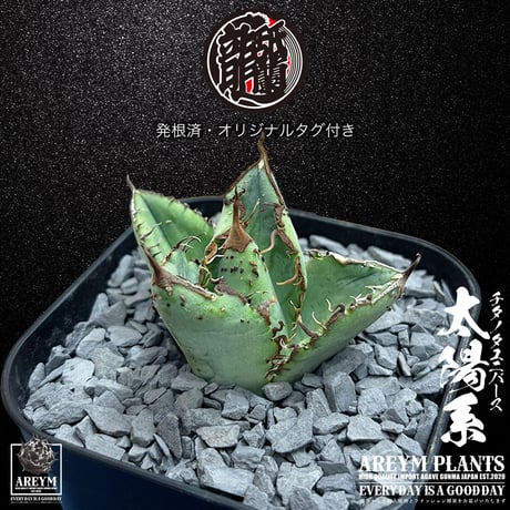 発根済 送料無料 アガベ チタノタ ユニバース 太陽系 Agave titanota Universe ARM-UNI-05-01