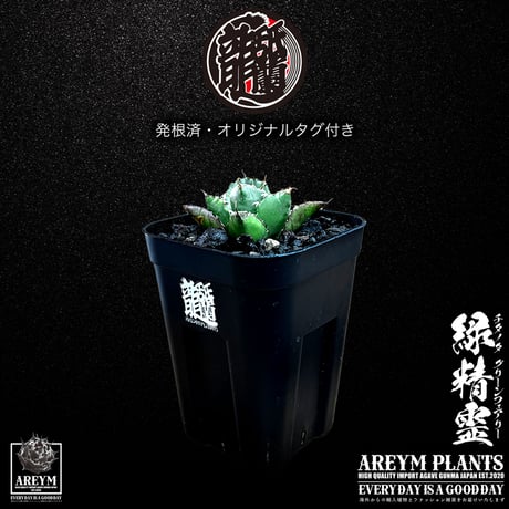 アレイムプランツ