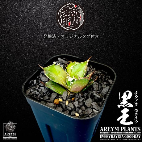発根済 送料無料 潮龍家 安生産 アガベ チタノタ 黒王 agave titanota kokuo【Andy-OC-KOKUO-05-08】