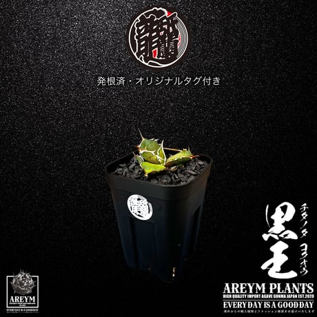 アレイムプランツ