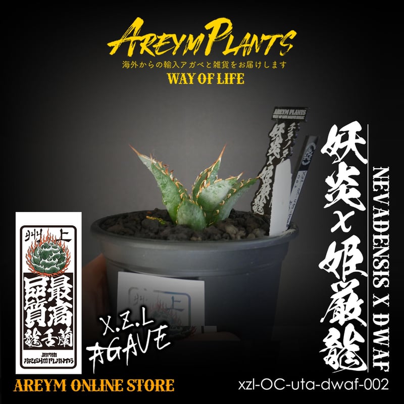 ハイブリット株!アガベ 妖炎x姫厳龍 Agave utahensisVer ハイブリット株!アガベ 妖炎x姫厳龍 Agave utahensisVer
