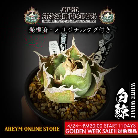 アガベチタノタ白鯨 | STORES アガベチタノタ白鯨 | STORES