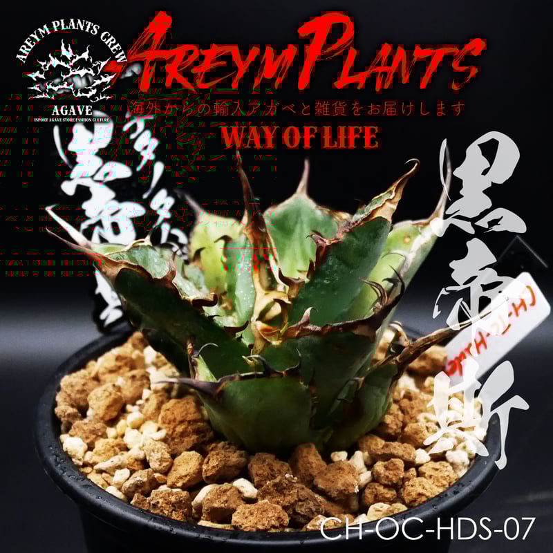 安心鉢ごと発送】アガベチタノタハデス黒帝斯発根済み