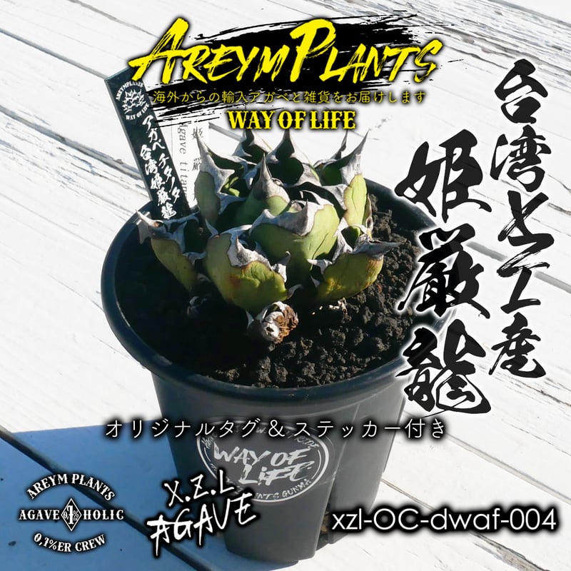 台湾XZL産 アガベ チタノタ 姫厳龍 Agave Titanota 