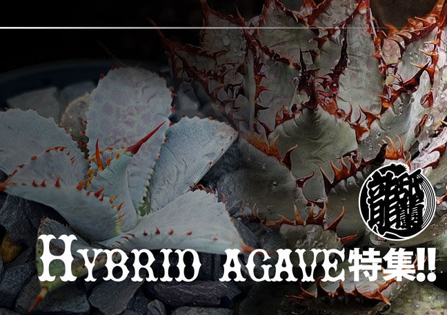 アレイムプランツ