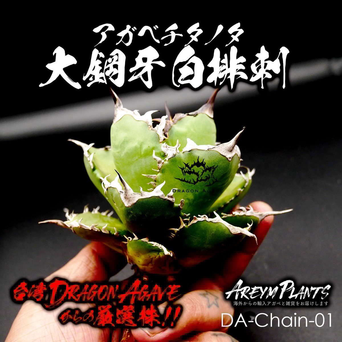 オリジナルタグ付き! アガベ チタノタ Agave Titanota 大鋼牙 白 オリジナルタグ付き! アガベ チタノタ Agave Titanota 大鋼牙 白