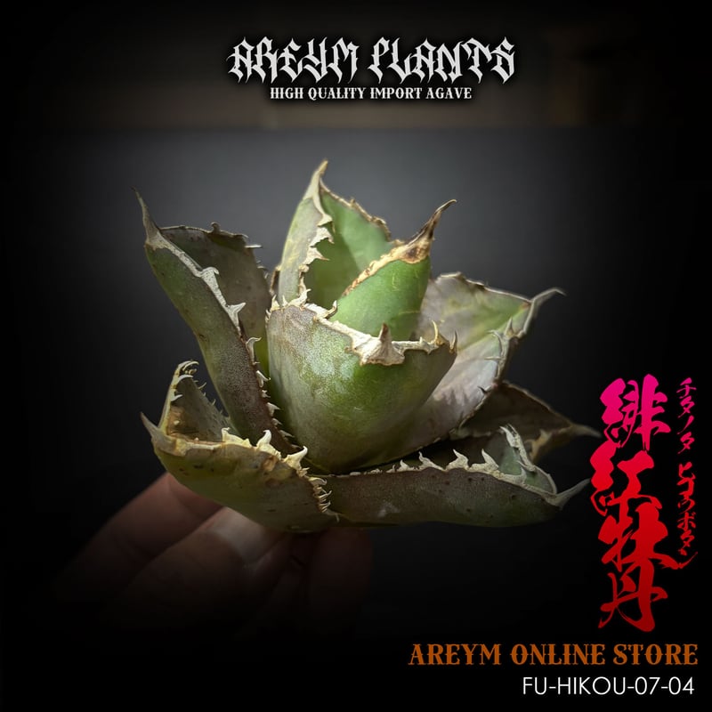 ★*★様 F11453★オークション販売★ イラン産 アガベ チタノタ アングリ 極上高級株】アガベ チタノタ イラン産 アングリーハート