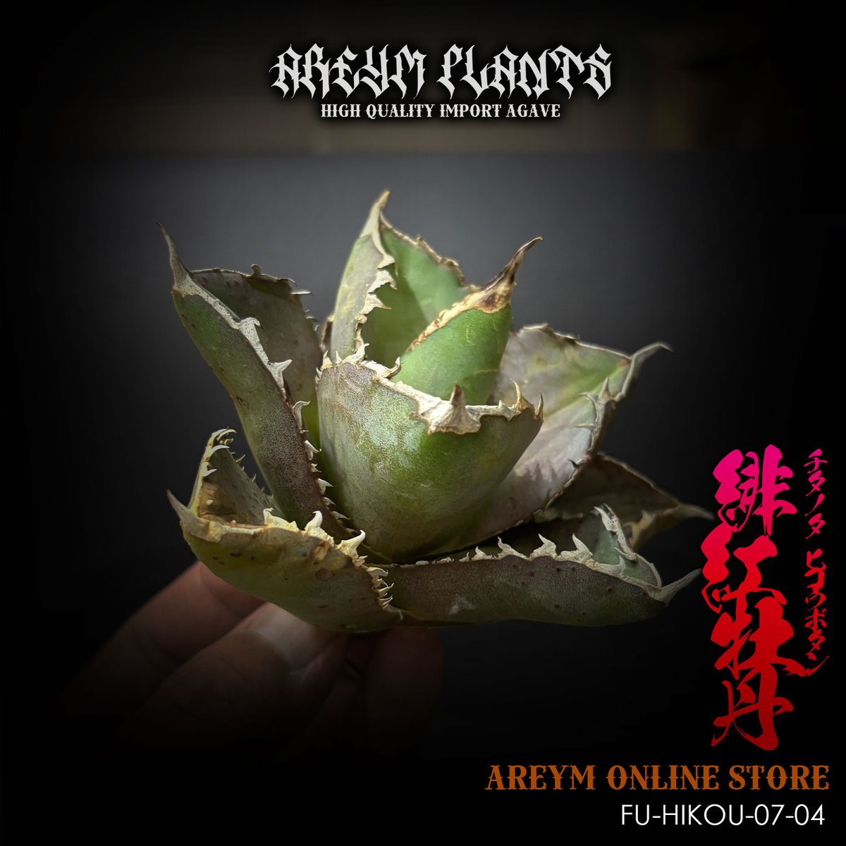 アガベ　緋紅牡丹　大型株 福建省産 アガベ チタノタ 緋紅牡丹 Agave Titanota hikoubotan